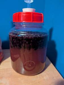 A one gallon fermenter containing Saskatoon berries and mead.